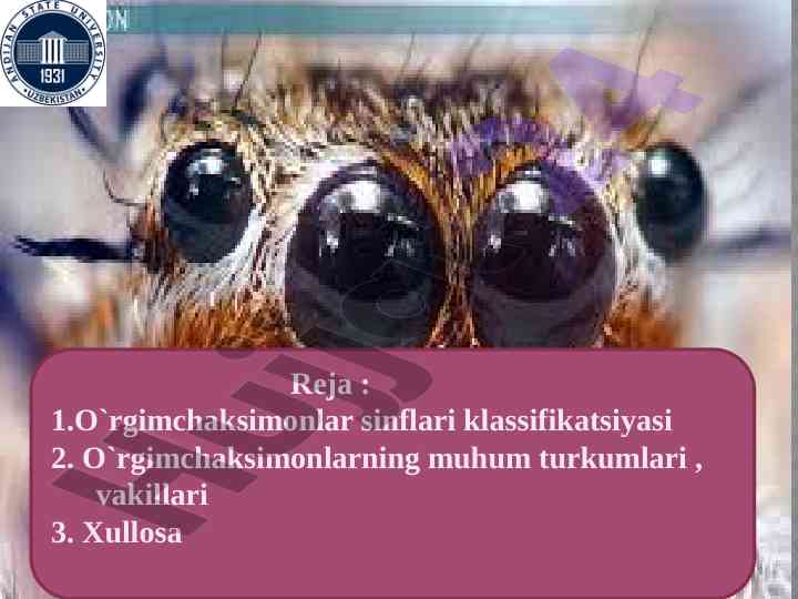 O`rgimchaksimonlar sinflari klassifikatsiyasi