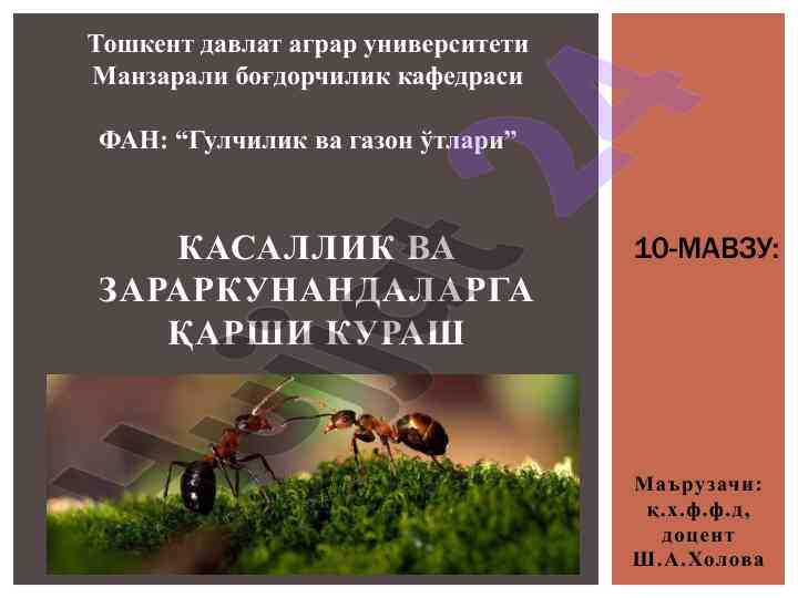 Майсазорларнинг зараркунанда ва касалликлари