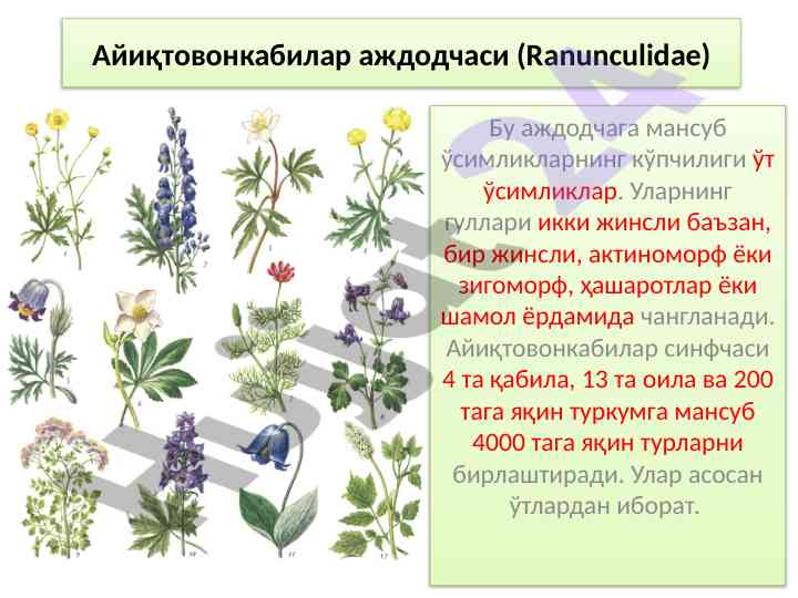 Айиқтовонкабилар аждодчаси ва о‘zbekistondagi turlari