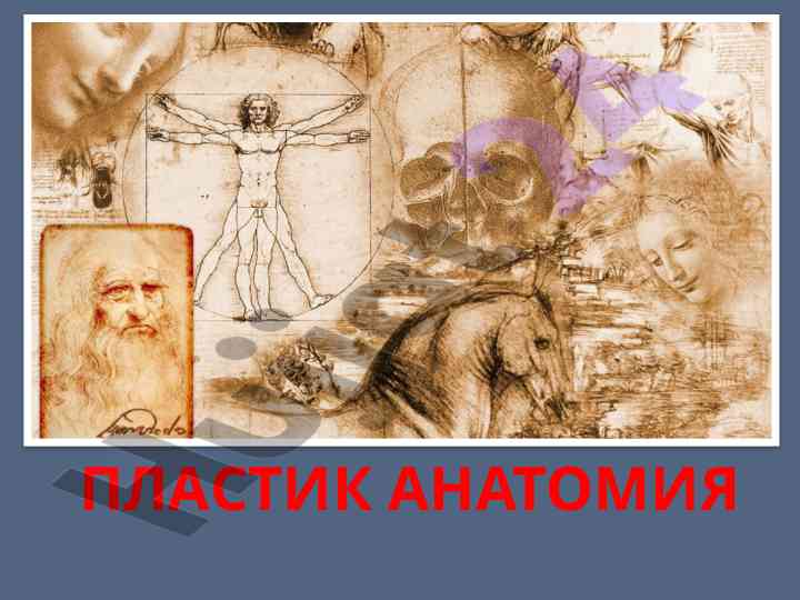 Plastik anatomiyani o‘rganish rejalari