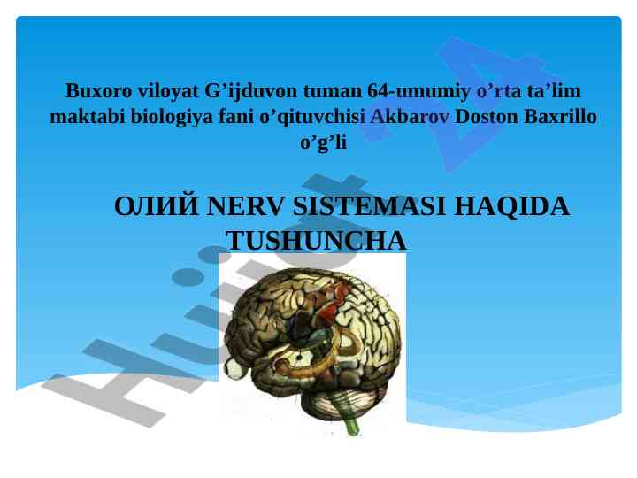 Oliy nerv sistemasining tafsilotlari va tushunchalari