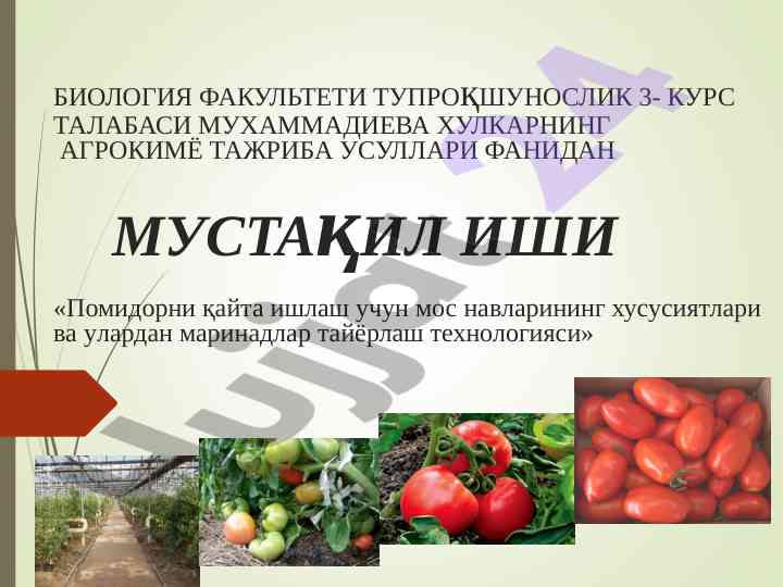 Pomidorni qayta ishlash uchun mos navlarining xususiyatlari