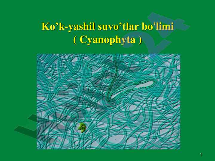 Ko’k-yashil suvo’tlar bo’limi - cyanophyta