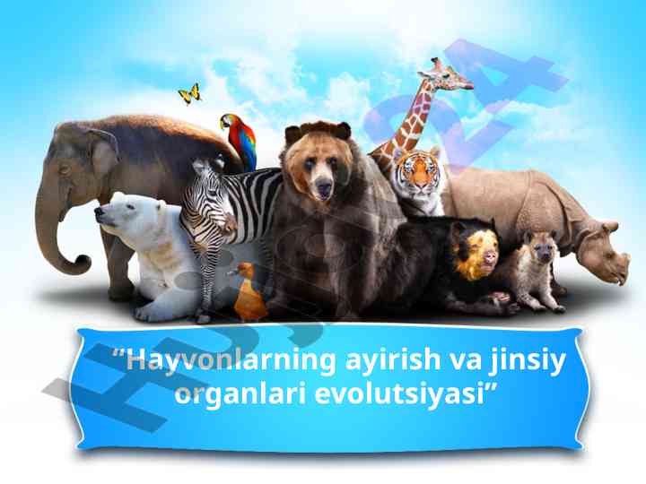 Hayvonlarning jinsiy organlari evolutsiyasi