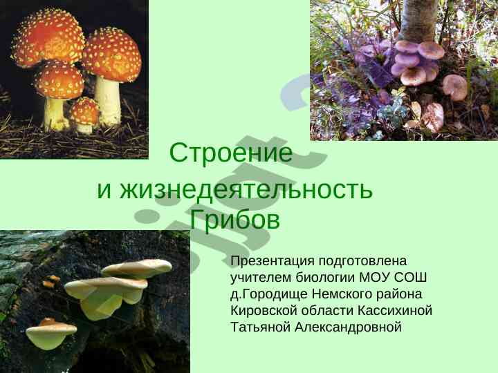 Строение и жизнедеятельность грибов