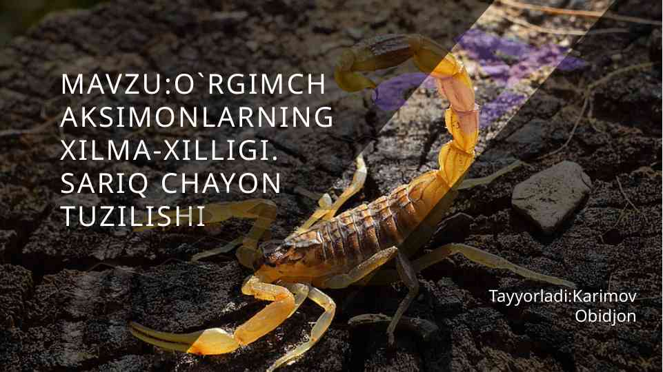 O'rgimchaksimonlar xilma-xilligi va sariq chayon tizimlari