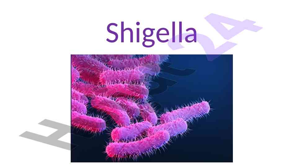 Shigella bakteriyasi va uning ta'siri