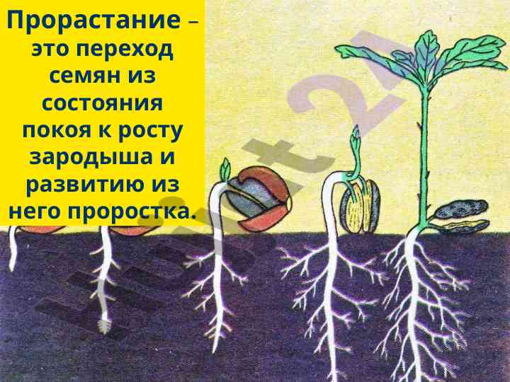 Условия прорастания семян и их роль в росте