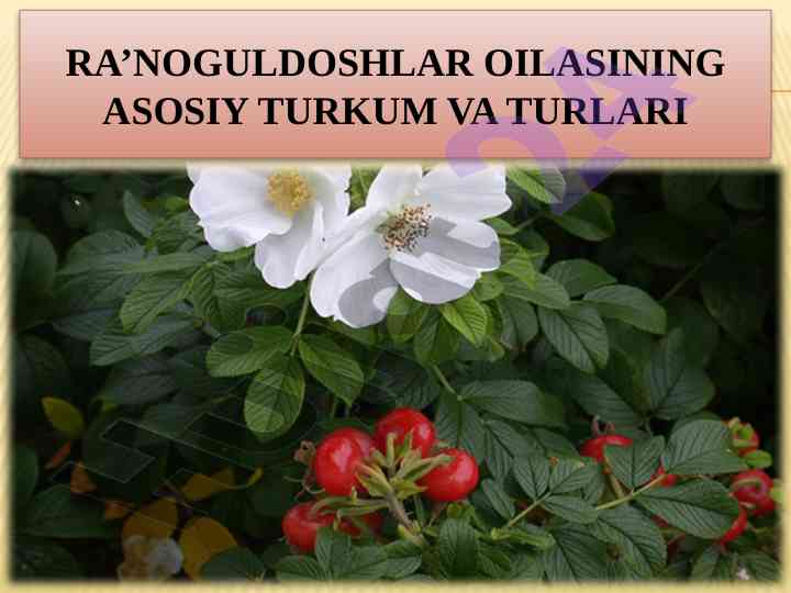 Ra’noguldoshlar Oilasi Va Turlari