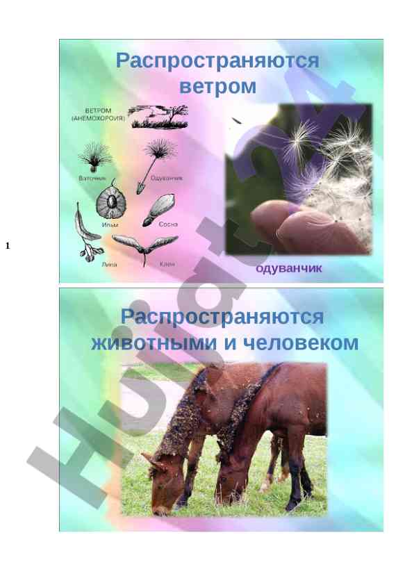 Qoqiўt eksperimentlarining natijalari