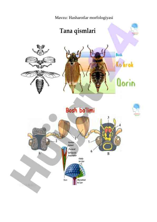 Hasharotlar morfologiyasi va anatomiyasi