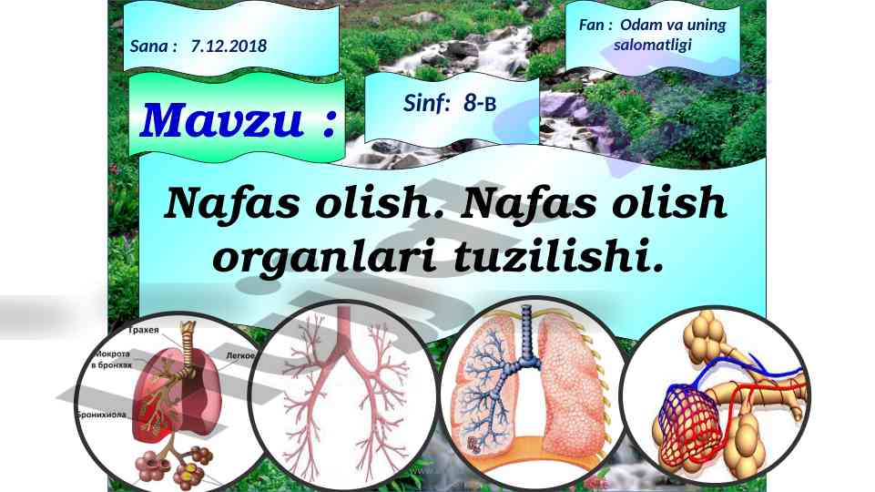 Nafas olish organlari tuzilishi va funksiyalari