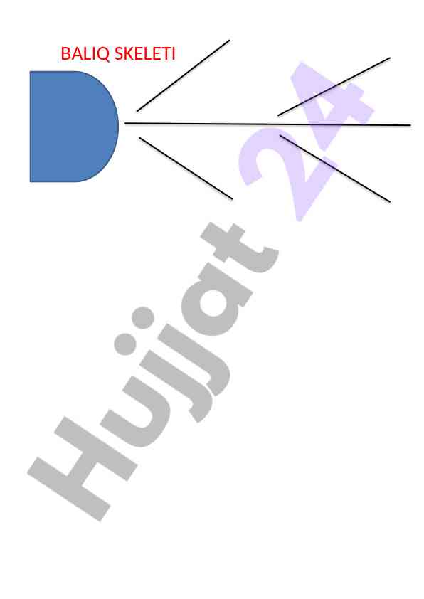 Baliq skeletoni haqida ma'lumot