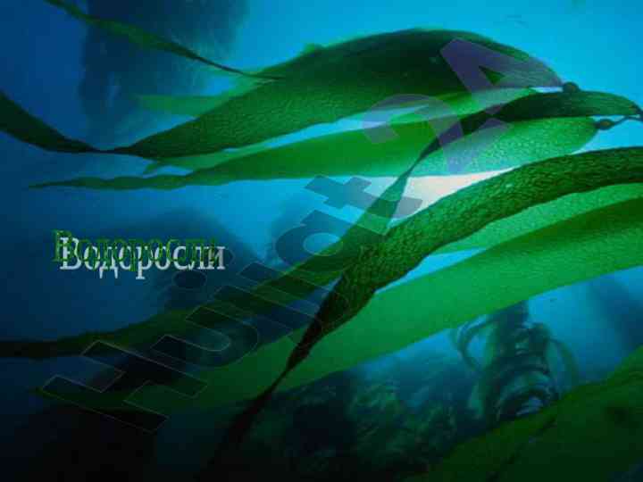 Общая характеристика водорослей и их размножение