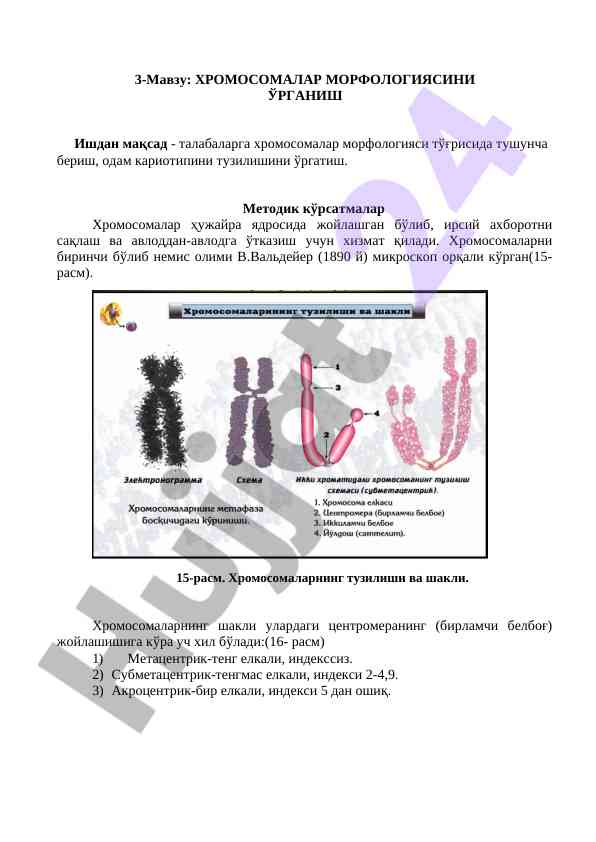 Хромосомалар морфологиясини ўрганиш