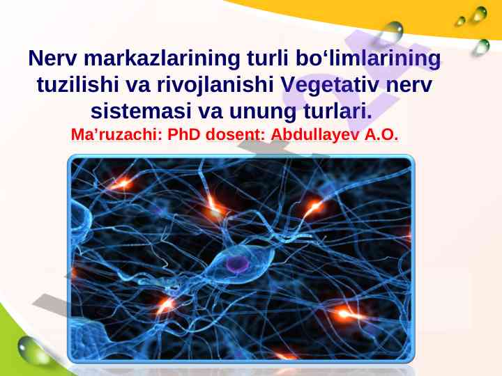 Vegetativ nerv sistemasining tuzilishi va rivojlanishi