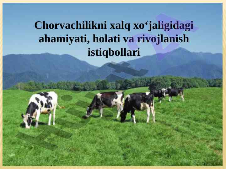 Chorvachilik tarmoqlari va rivojlanish istiqbollari