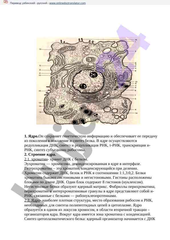 Строение ядра и его функции в клетке