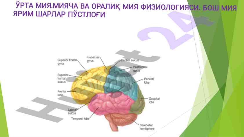 O‘rta miya va miyaning fiziyologiyasi