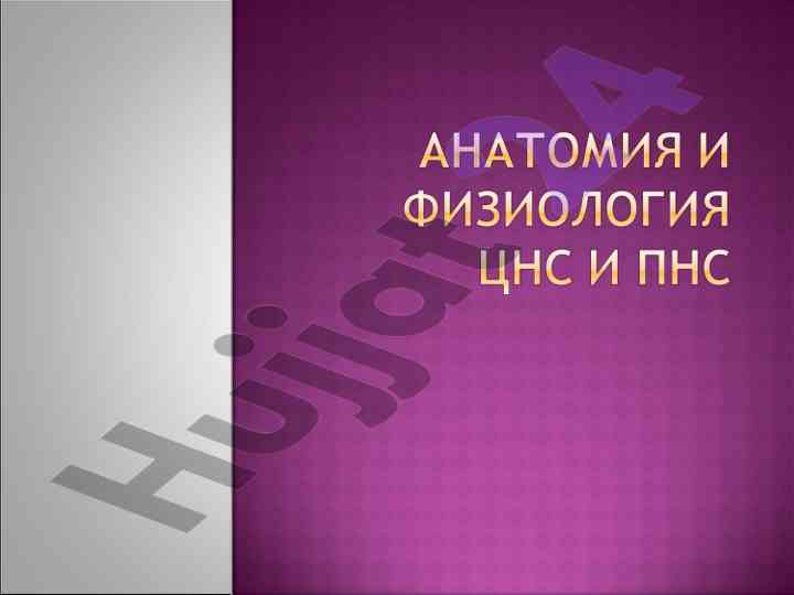 Struktura i nafz shang delenishi nerv sistemasi