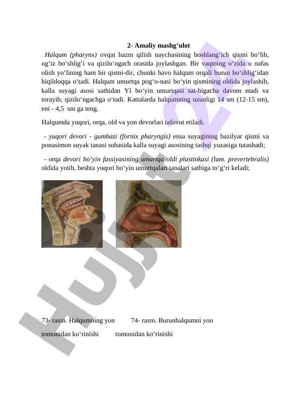 Halqum anatomiyasi va fiziologiyasi