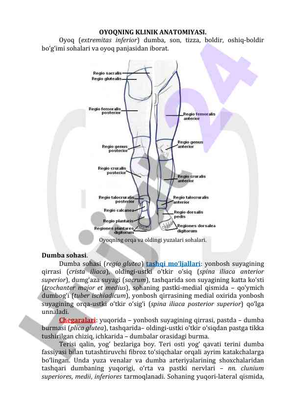 Oyoqning klinik anatomiyasi haqida tahlil