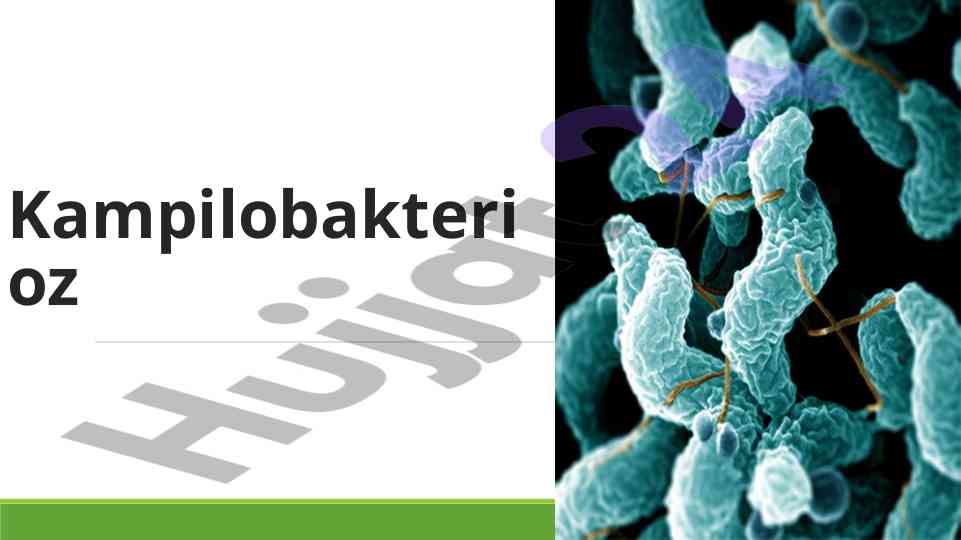 Kampilobakterioz epidemiologiyasi va bakteriyologiyasi