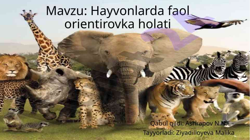 Hayvonlarda faol orientirovka holati tahlili