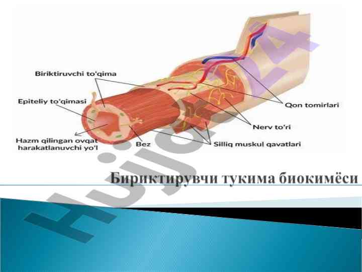 Бириктирувчи тўқима ҳужайра аро органик матрикс