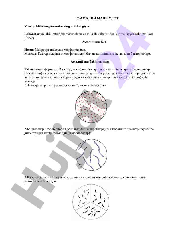 Mikroorganizmlarning morfologiyasi laboratoriya ishi