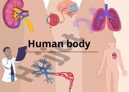 Human body sensory systems and vascular functions