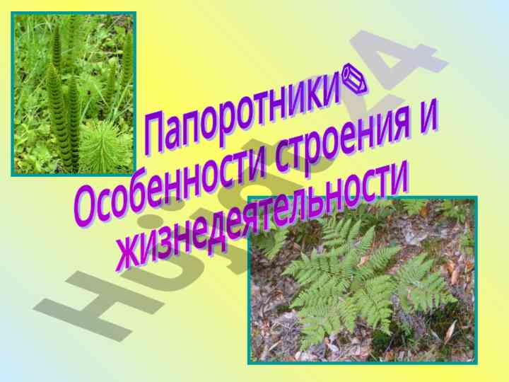 Особенности строения и жизнедеятельности папоротников