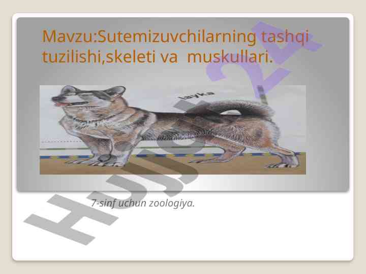 Sutemizuvchilarning tashqi tuzilishi va muskullari