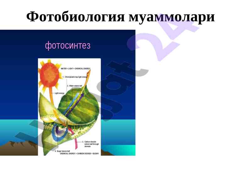 Fotobiologiya muammolari