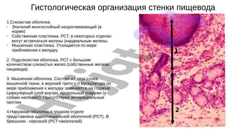 Gistologik tashkilot pishovodning qavatlari