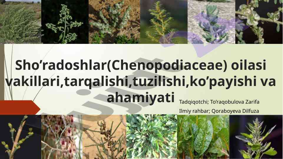Sho’radoshlar oilasining ahamiyati va o’rganilishi