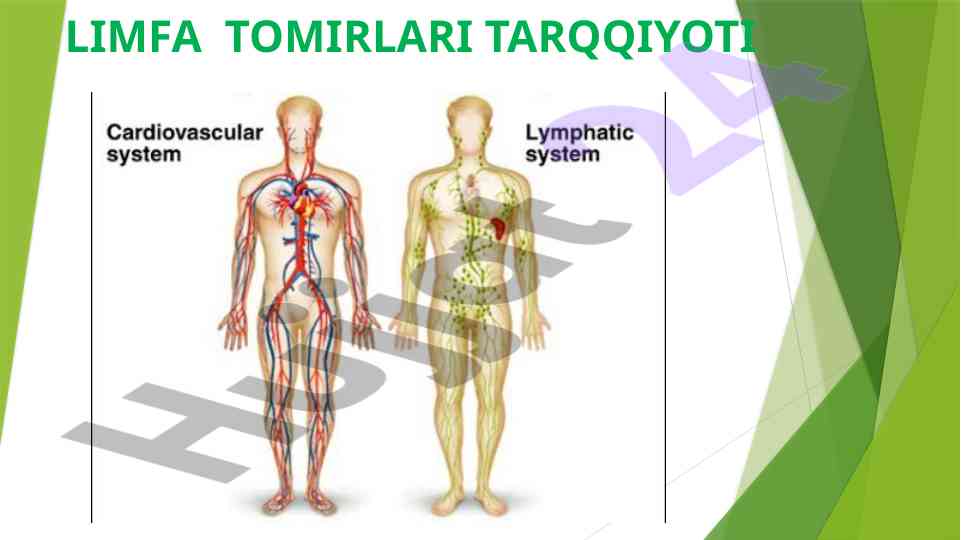 Limfa tomirlarining taraqqiyoti haqida ma'lumotlar