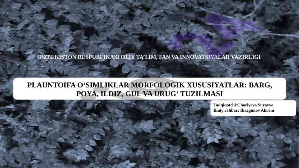 Plauntoifa o‘simliklar morfologik xususiyatlari tadqiqoti