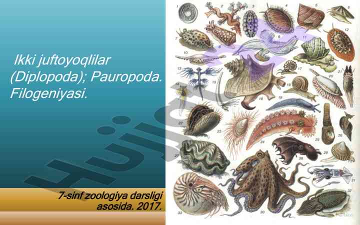 Ikki juftoyoqlilar filogeniyasi asoslari