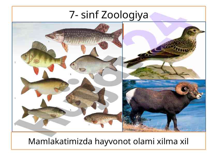 Zoologiya fani va vazifalari haqida ma'lumotlar