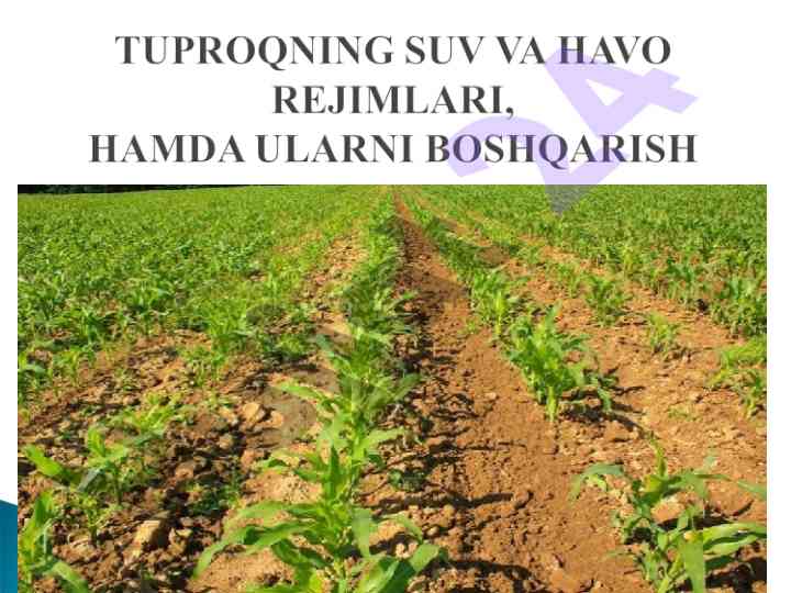 O‘simliklar hayotida suvning ahamiyati va talablari