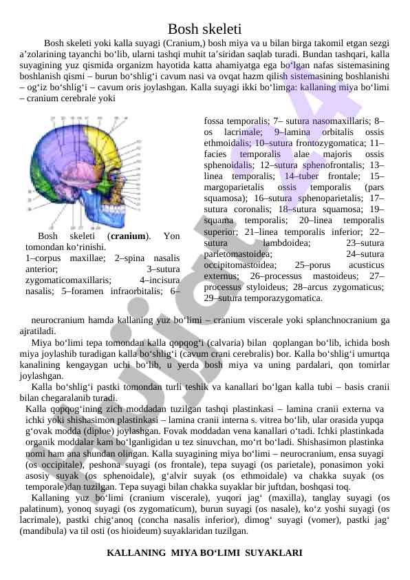 Bosh skeleti va uning tuzilishi haqida ma'lumot