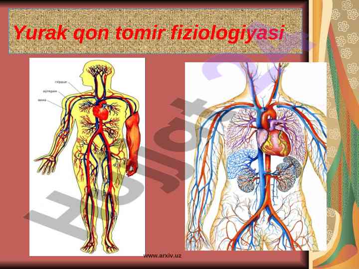 Yurak qon tomir fiziologiyasi tahlili
