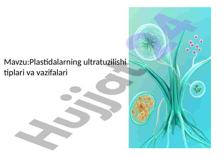 Plastidalarning Ultrtuzilishi Tiplari Va Vazifalari
