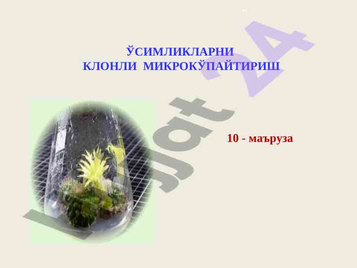 Ўсимликларни клонли микрокўпайтириш маърузаси