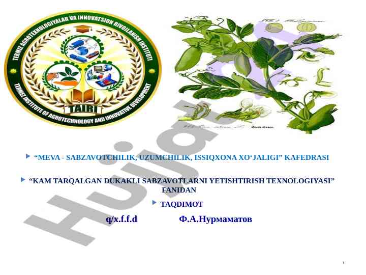 Kam tarqalgan dukkakli sabzavotlar taqdimoti