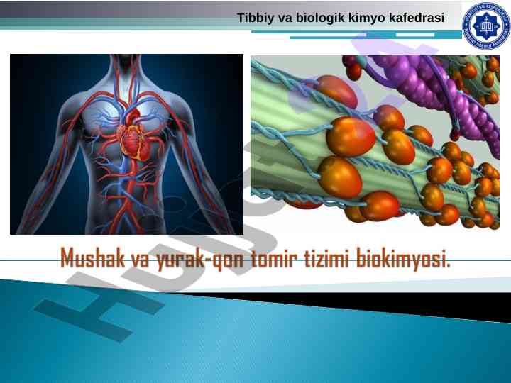 Mushak biokimyosi va oqsillar mexanizmi