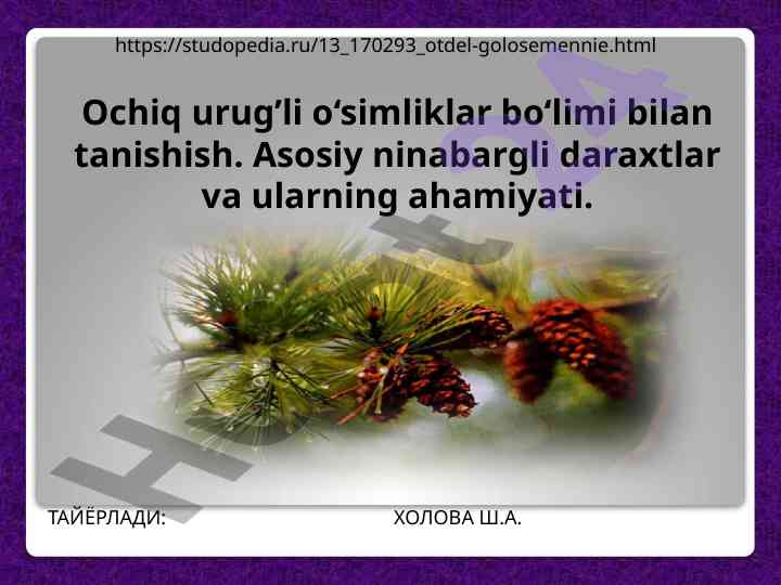 Ochiq urugʼli o‘simliklar bo‘limi va ularning ahamiyati