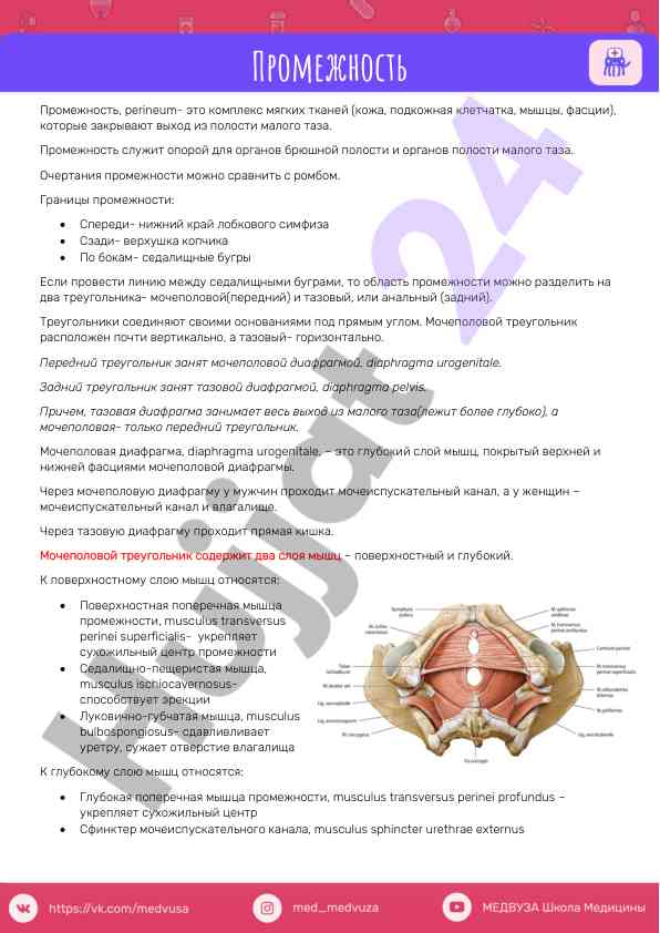 Структура и функции промежности человека