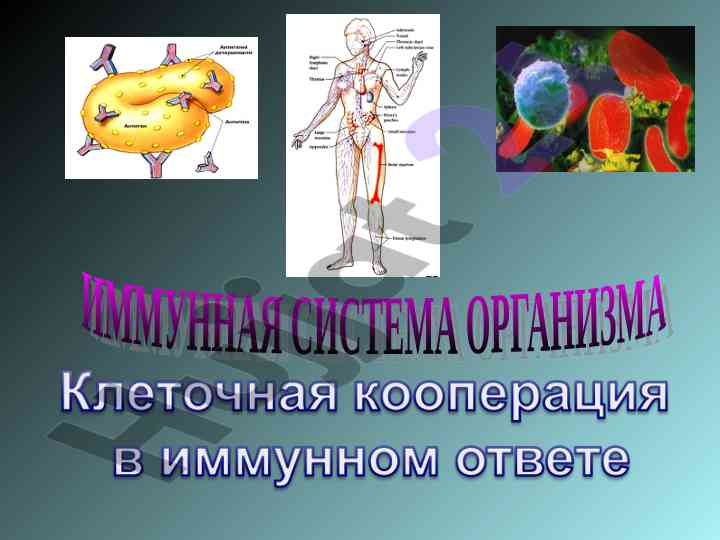 Органы иммунной системы и их характеристика